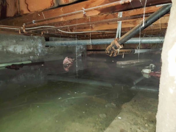Best Water damage cleanup near me  in Strawberry Plains, TN